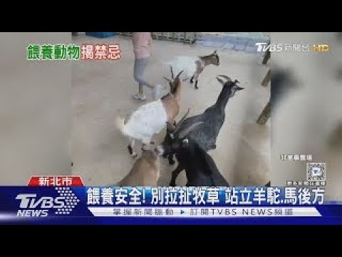 #獨家 餵養安全! 別拉扯牧草 站立羊駝.馬後方｜TVBS新聞