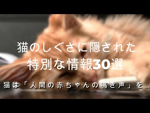 【猫は人間の赤ちゃんの泣き声を…】猫のしぐさに隠された特別な情報　見 #雑学　#命 #助ける