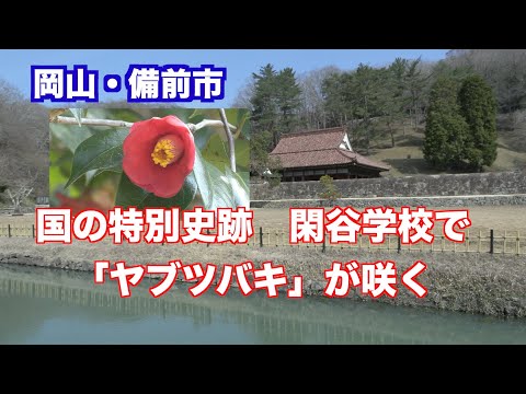 岡山・備前市　国の特別史跡　閑谷学校で「ヤブツバキ」が見ごろを迎えています（映像ジャーナリスト　宮﨑　賢）