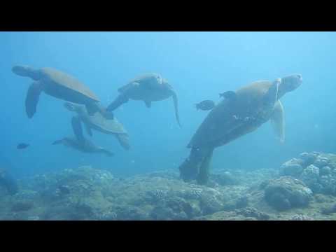 【ハワイ・夏季限定！】ノースショアダイビング ！幸運を運ぶカメ達🐢 Diving with Turtles in North shore of Oahu