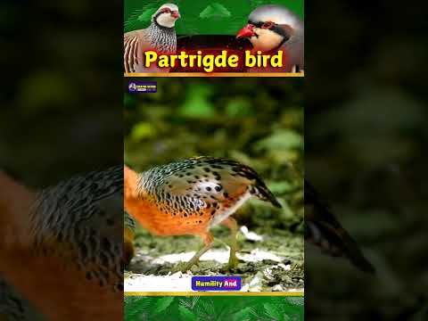 Fascinating World of Partridges | Nature's Resilient Ground-Dwellers | @creative_nature366 #birds