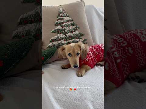 *ADORABLE* CHRISTMAS PUPPY! #christmas #puppy #minidachshund #holidaywithyoutube #dog #dogmom