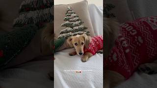 *ADORABLE* CHRISTMAS PUPPY! #christmas #puppy #minidachshund #holidaywithyoutube #dog #dogmom