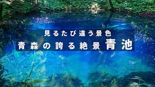 青森の神秘！絶景観光スポット【深浦町】青池