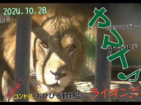 おびひろ動物園　月曜日のまったりなヤマト♬2024年10月28日♬