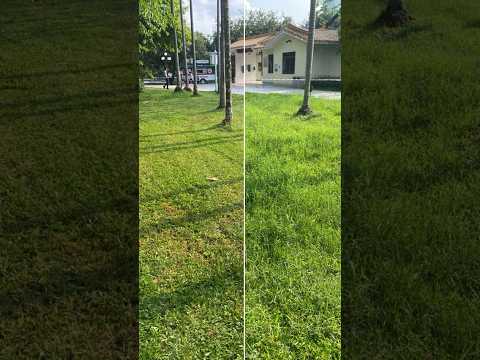 Mowrator S1 Lawn Mowing Before & After #nature #lawncare #lawnmower