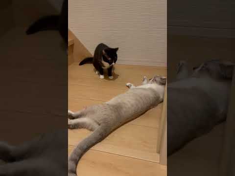 応援した結果… #cat