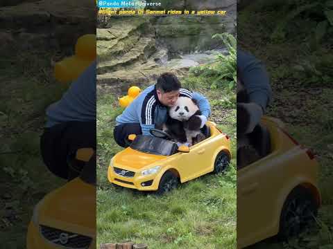 大熊猫奇三妹坐黄色小汽车啦 Giant panda Qi Sanmei rides in a yellow car #panda #cute #funny #redpanda #giantpanda