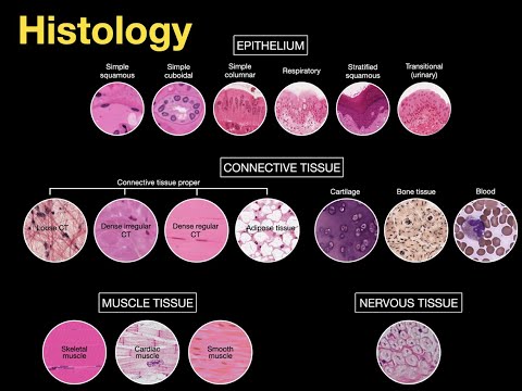 Introduction to Histology