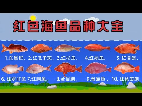 常吃的12种红色海鱼你认识几种？很多人活了一辈子只认识东星斑！