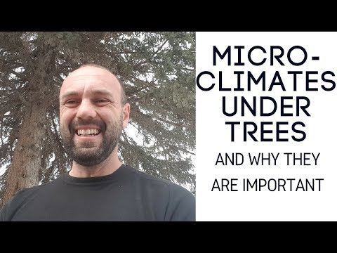 Microclimate Under Trees