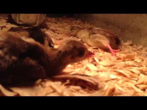 Baby Peachicks Loving Their Heat Lamp -- July 23, 2014