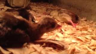 Baby Peachicks Loving Their Heat Lamp -- July 23, 2014