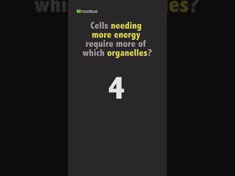 Biology Quiz: Cells needing more energy require more of which organelles?