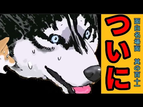 【世界の終わりに柴犬と】切り抜き編集 # 111《ハスキーだらけです。 》 #世界の終わりに柴犬と #アニメ #柴犬