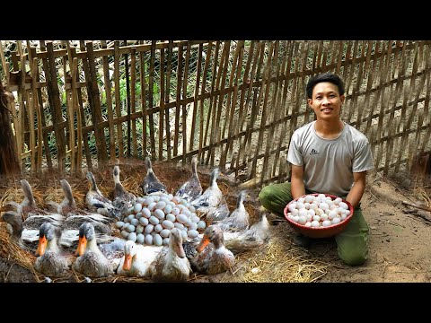 Harvest cucumbers go to market sell, Build nests ducks lay, harvest duck eggs. 2 Year Live in forest