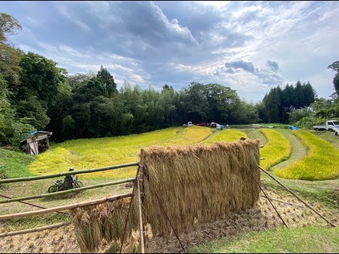 佐渡月布施棚田の稲刈り。先日、友人のご夫妻と一緒に月布施の友人の棚田の稲刈り🌾に行ってきました。子供たちも稲刈りのお手伝いをしていました。お昼に棚田でご飯を炊いて、ご馳走いっぱい、楽しかったです！