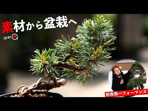 Goyomatsu Mini Bonsai & Omiya Bonsai Eve Festival [Bonsai Q]