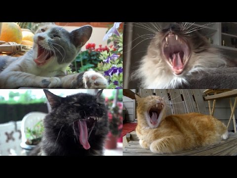 猫のあくび大連発/Cats yawning in Slow motion.