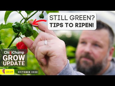 Chilli Grow Update and 3 Tips to Ripen Chillies at End of Season. (2022e09)