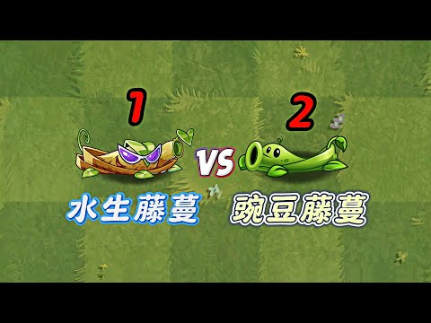 How big is the gap between the two vines in the Chinese version?