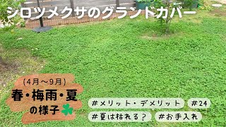 【シロツメクサのグランドカバー】春から夏の様子、メリットとデメリット