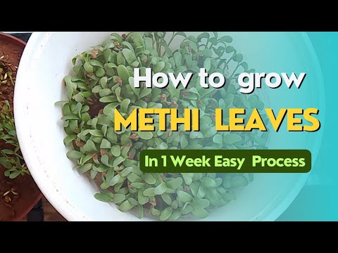 Methi Leaves Grow in one week|| మెంతి ఆకు ఒక వారం లో పెంచండి చాలా సులభంగా