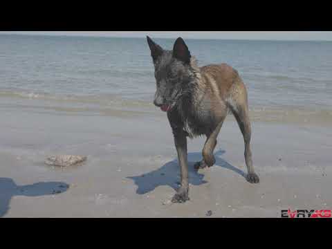 Life With A Belgian Malinois - LifeStyle And Nutrition