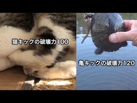 恐怖の亀キック【破壊力は猫キックの2割増し】