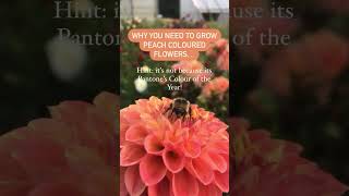 Full video on my channel! #flowerfarmer #growflowers #farmerflorist #flowergardening #gardeningtips