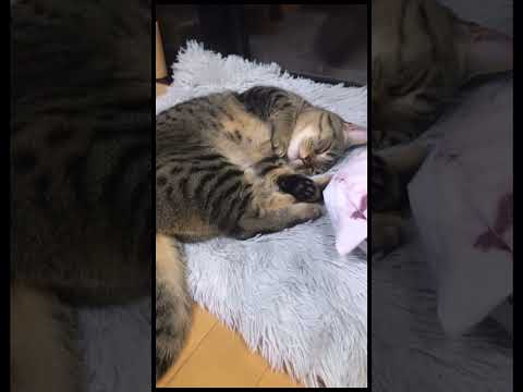 【眠たい猫】即、寝落ち。