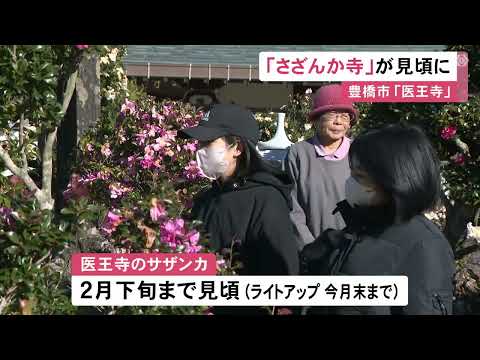 境内に約300種類4000本以上…“さざんか寺”として知られる寺で花が見頃迎える 12月末まではライトアップも 愛知