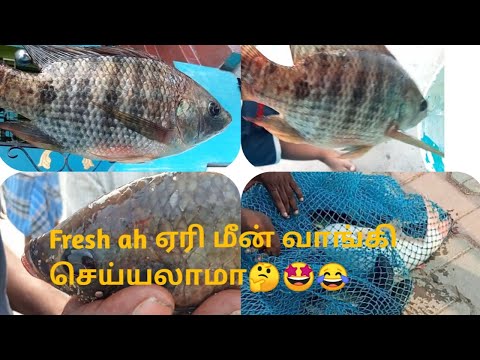 ஏரி ....ல Fresh மீன்‌ வாங்கி செய்யலாம் வாங்க 😂😂😂 #fishcatching  #lake #youtubevideo