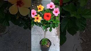 New method grafting hibiscus plant #shorts #viral #grafting #hibiscus