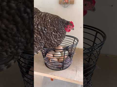 Momma hen allegedly does something incredible! #shorts #chickens #hen #broodyhen #cute