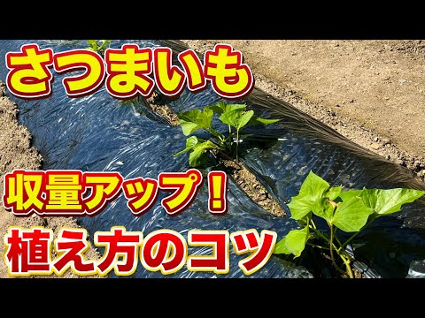 さつまいも苗を植える時にコレやると大きく育ちます！植え付け方（３種類）で芋の大きさ・数が変わってきます！