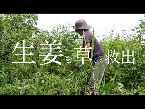 【生姜】草に埋まってたけど何とか、、【Ginger] It was buried in grass, but somehow...