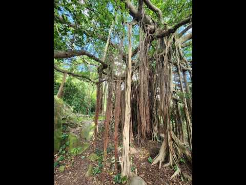 [香港][遠足] 🚶‍♂元荃古道郊遊徑, Yuen Tsuen Ancient Trail