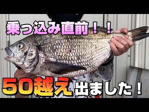 ヘチ釣りで狙う！乗っ込みクロダイ調査で年なしチヌ！【84釣目】