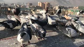 Afghanistan pigeons flying l كفترهاي افغاني از نعيم l Kaftar Baziy Kabul jan l kabootar bazi