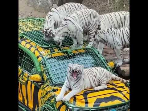 Whoo! White Tiger! Location:Enjoy Land.#Zhengzhou