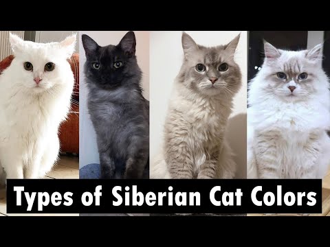 8 types of Siberian Cat Colors & Patterns | Siberian cat types