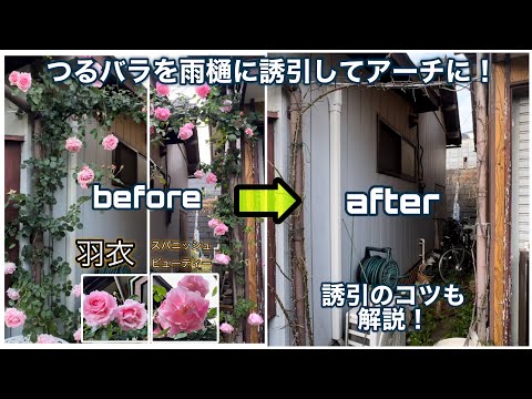 つるバラを雨樋に誘引してアーチに！誘引のコツも兼ねて紹介します🌹【バラの育て方】