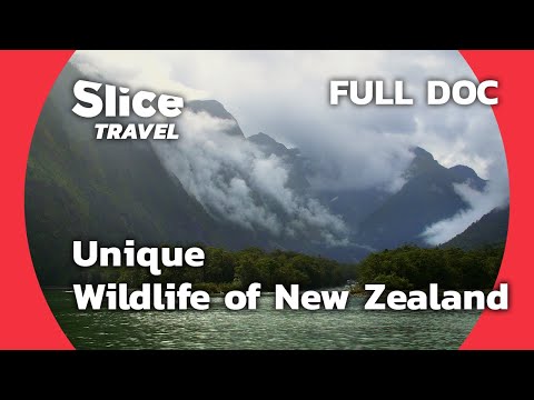 New Zealand's Unique Wildlife and Conservation | SLICE TRAVEL | FULL DOC