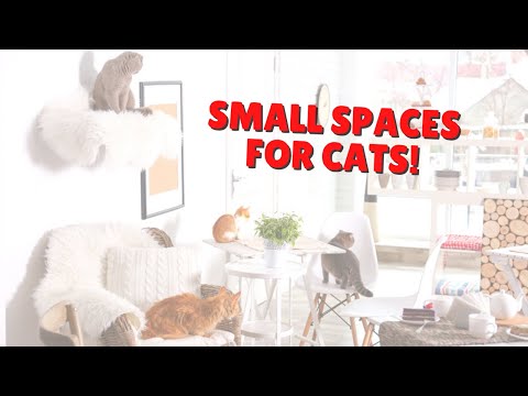 How To CAT-ify Small Spaces | Two Crazy Cat Ladies