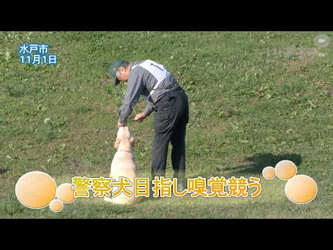 警察犬目指し嗅覚競う【いばキラニュース】R6.11.8