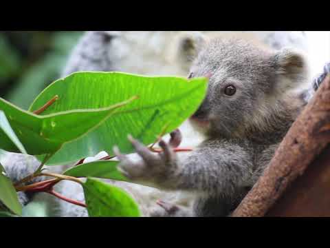 DoSomething - Save Our Koalas Petition Video