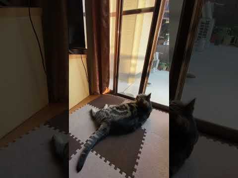 ビニール袋ではなびかにゃい‼️#ねこのいる暮らし #ねこ動画 #cat