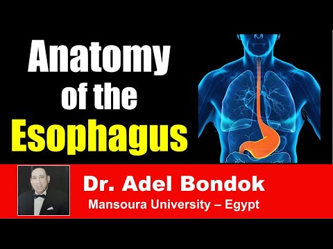 Anatomy of the Esophagus, Dr Adel Bondok