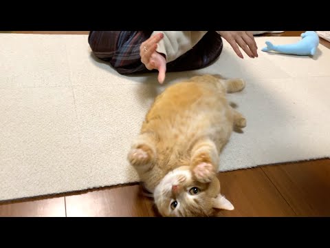 転がされ方がプロ並みなコロコロ猫